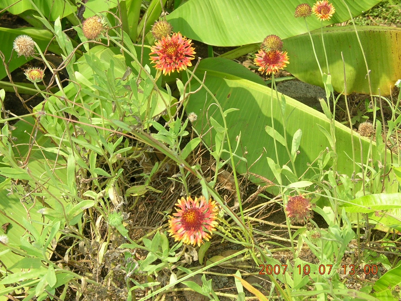 Under Natural Construction